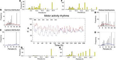 Circadian and ultradian oscillations in bilateral rhythms of the crayfish chelipeds